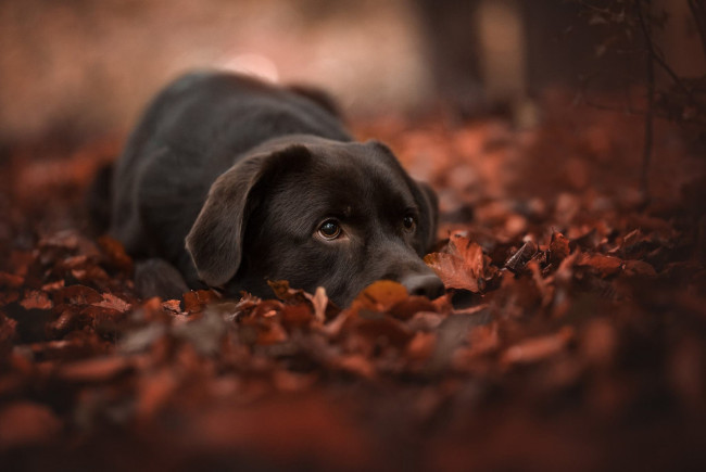 Обои картинки фото животные, собаки, листья, осень, морда, листва, боке, собака