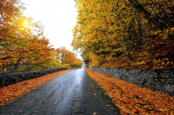 обоя природа, дороги, дорога, листопад, осень