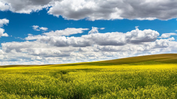 Картинка природа поля рапс поле облака лето