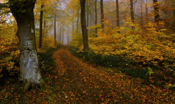 обоя природа, дороги, лес, осень, дорога