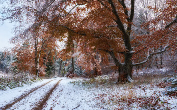 Картинка природа дороги дорога деревья лес