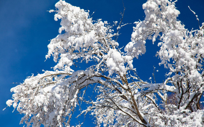 Обои картинки фото природа, зима, снег, ветки