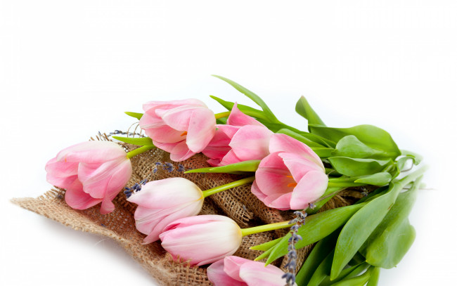Обои картинки фото цветы, тюльпаны, розовые, бутоны