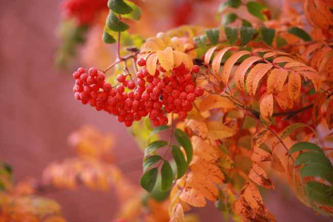 Обои картинки фото природа, ягоды,  рябина, ветка, рябина, гроздь, осень