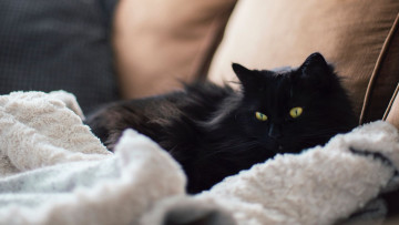 Картинка черный+кот животные коты кот животное фауна поза взгляд