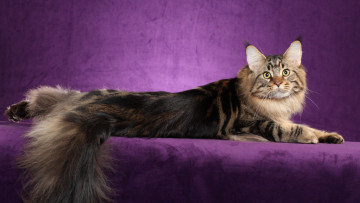 Картинка мейн-кун животные коты кот животное фауна взгляд