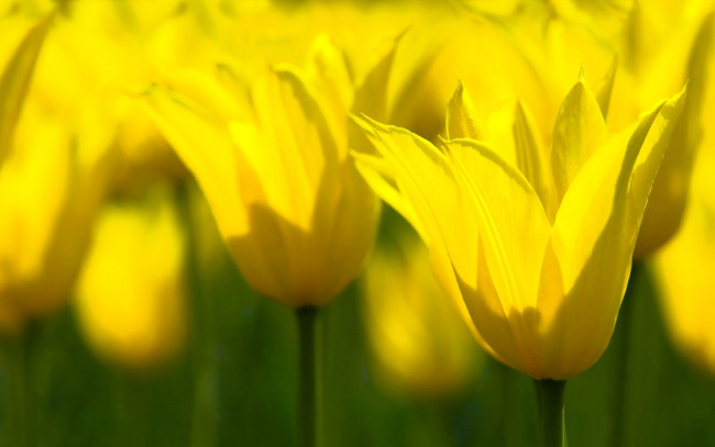 Обои картинки фото цветы, тюльпаны, желтые, поле