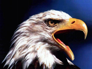 Картинка eagle рисованные животные птицы орлы