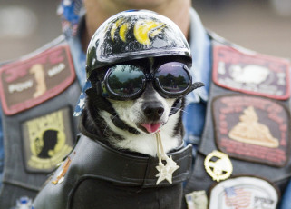 Картинка животные собаки шлем очки