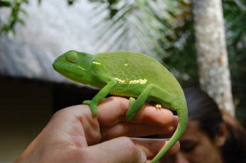 Картинка ручной хамелеон животные хамелеоны зеленый рука