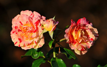 Картинка цветы розы пестрый