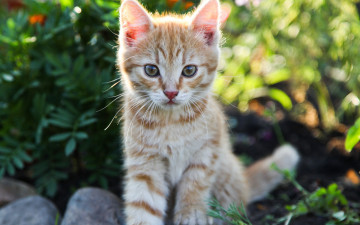 Картинка животные коты солнце рыжий кот