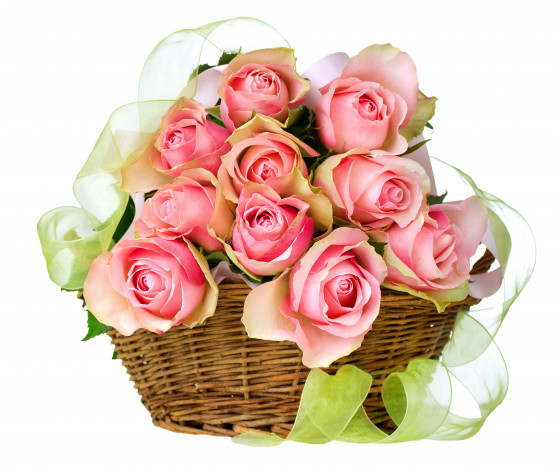 Обои картинки фото цветы, розы, бутоны, корзина, лента