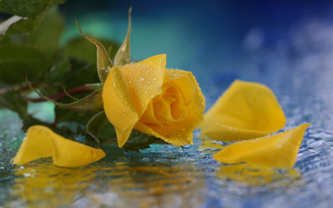 Обои картинки фото цветы, розы, лепестки, желтый