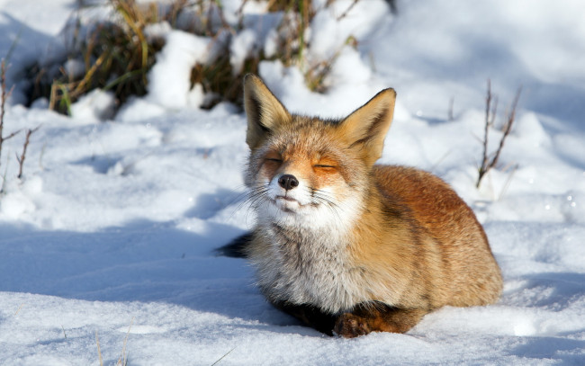 Обои картинки фото животные, лисы, снег, зима