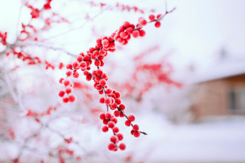 Картинка природа Ягоды красные ягоды снег зима дерево ветка