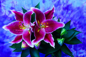 Картинка цветы лилии +лилейники цветок
