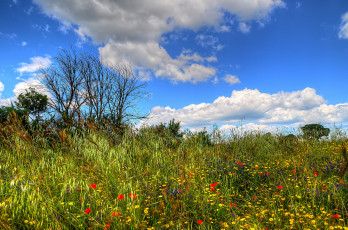 Картинка природа луга луг трава цветы