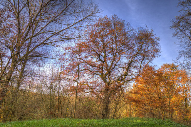 Обои картинки фото природа, лес, поляна, осень