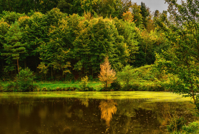 Обои картинки фото природа, реки, озера, лес, озерко