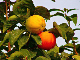 Картинка природа плоды фрукты