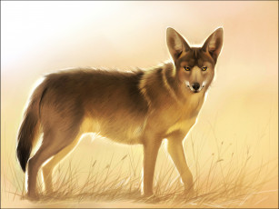 Картинка рисованное животные +волки волк койот art мех взгляд животное морда
