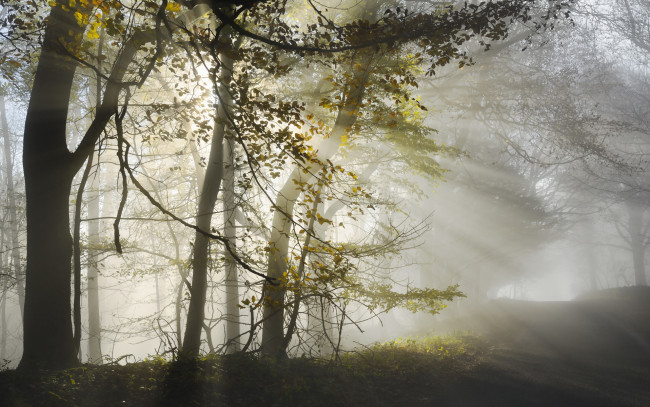 Обои картинки фото природа, лес, утро, дорога, свет