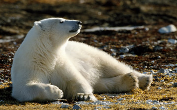обоя белый, животные, медведи, полярный, медведь, хищники, медвежьи, млекопитающие, снег, мороз, льды, шерсть, когти, пасть, клыки