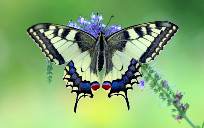 Обои картинки фото makhaon, животные, бабочки,  мотыльки,  моли, бабочка, махаон, чешуекрылые, парусники, хвостоносцы, махаоны, насекомые