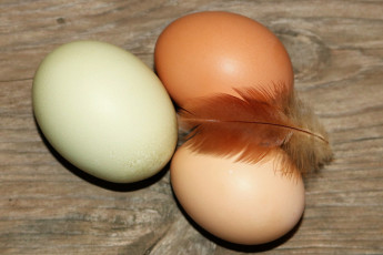 обоя еда, яйца, свежие, разноцветные, перо