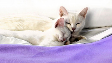 Картинка животные коты кошка котенок постель