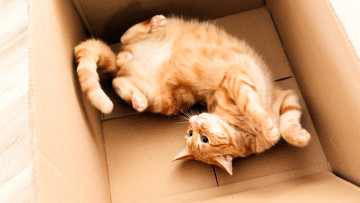 Картинка животные коты кот рыжий коробка