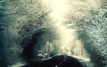 обоя природа, дороги, деревья, снег, дорога