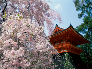Картинка herry blossoms ninnaji temple kyoto japan города буддистские другие храмы