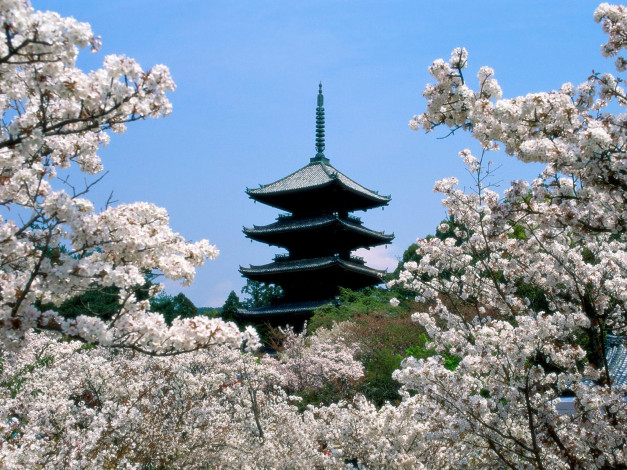 Обои картинки фото cherry, blossoms, ninna, ji, temple, grounds, kyoto, japan, города, буддистские, другие, храмы