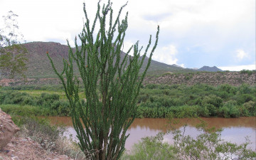 Картинка ocotilla cactus arizona природа реки озера