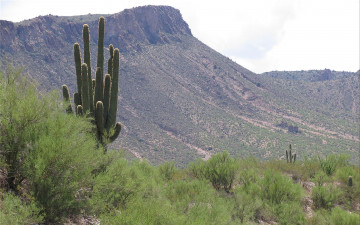 обоя saguaro, cactus, arizona, природа, горы