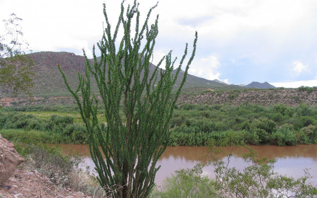 Обои картинки фото ocotilla, cactus, arizona, природа, реки, озера