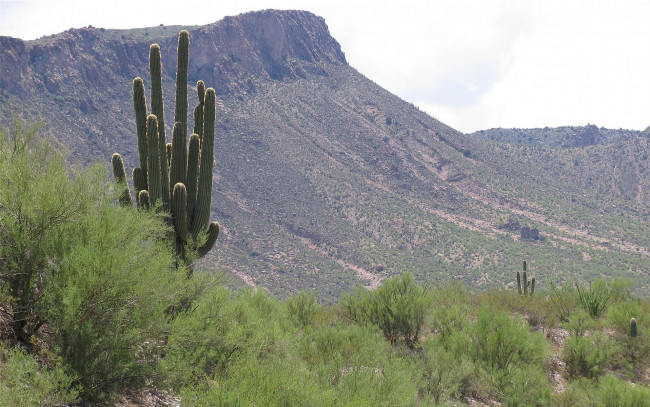 Обои картинки фото saguaro, cactus, arizona, природа, горы