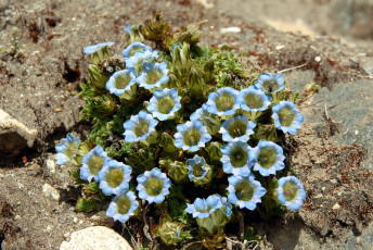 Картинка цветы горечавки голубой цветок