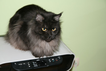 Картинка животные коты кот кошка принтер