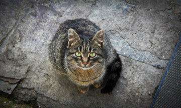 Картинка животные коты зелёные глаза кошка взгляд