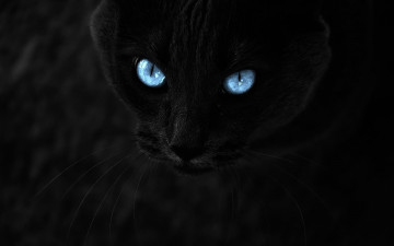 Картинка животные коты чёрный кошка кот