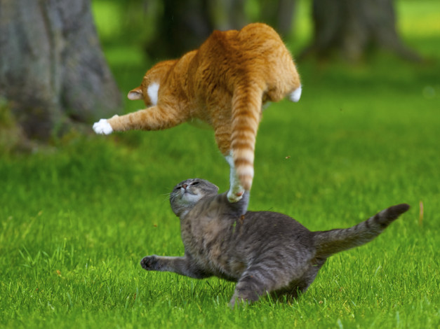 Обои картинки фото животные, коты, кошка, кот, трава, игра