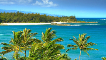 Картинка природа тропики пальмы море пляж