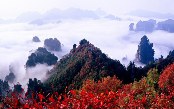 Картинка природа горы туман леса красные листья