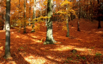 Картинка природа лес осень атволы листва