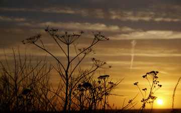 Картинка природа восходы закаты трава тучи солнце