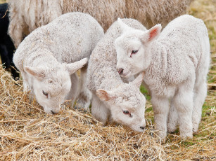 Картинка животные овцы +бараны ягнята овечки