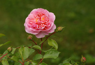 Картинка цветы розы роза бутоны листья